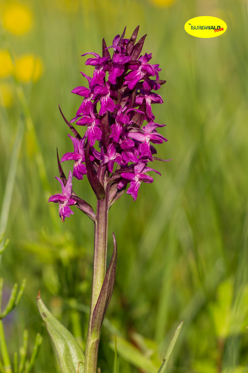 Read more about the article Orchideen und andere Seltenheiten im Burgwald